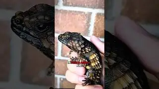 &ldquo;This Tiny Dragon Can&rsquo;t Fight Us 💔 | Armadillo Girdled Lizard