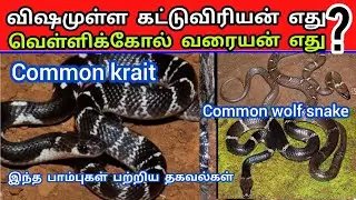 common krait, common wolf snake 2 பாம்புகளை எப்படி அடையாளம் காண்பது? | Snake_Saga