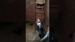 تزاوج الماعز