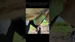 Sheath Cleaning and Equine Health #horsecare #horsehealth
