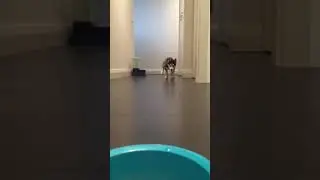 My Baby husky rush for food