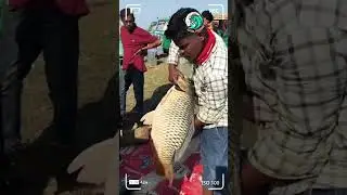 Massive Fish Selling in Local Market!🫵🏻🫵🏻#shorts #fishing #viral #fish #youtubeshorts