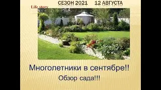Многолетники в сентябре! Обзор сада! ХЕЛОНЕ, КЕРМЕК, ГОРТЕНЗИЯ, ОЧИТКИ!