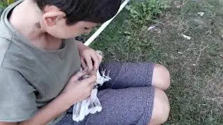 Güvercinlerde son durum!!! Güvercine bilezik nasıl takılır?