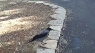 Alone crow