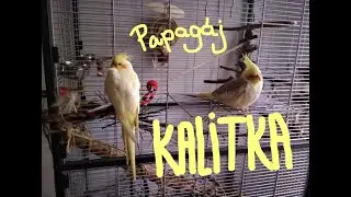Papag&aacute;j kalitka berendez&eacute;s, papag&aacute;j tart&aacute;s kezdőknek /Nimfa, hull&aacute;mos papag&aacute;j/ Mi van a kalitk&aacute;ban?