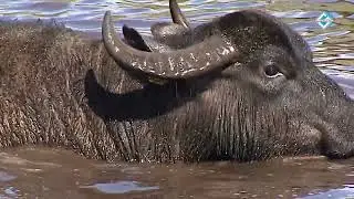 Waterbuffels weer blij naar de wei bij Buffelfarm Meems