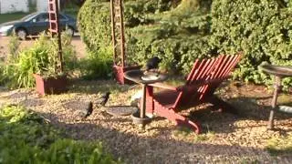 7/5/2016 Cassius Crow's Crew: a film; from spinning to the feeder