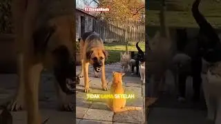 Anjing ini sok jagoan🤏 #funny #shorts #tiktokchina #fypシ #foryou