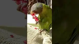 🦜🧿#bscsecondyear #prectical #zoology #jaisreeram #study #ramji #status #psittacula #aves#birds