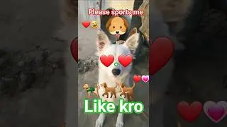 daily life video 🥰😍💗🙏 #life #song #marwadi #villagelife #marwadilife #lifestyle #dailyvlog#daily#dog