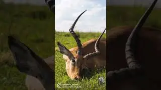 Impala hunting with Gotsoma Safaris. Hunting Impala in South Africa. Hunting South Africa