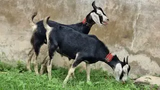 Black Tapri Breeding Goat Kids | Narejo Goat Farm
