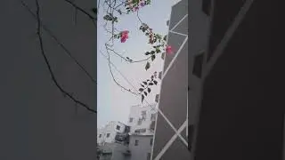 RAW Video Sample From Pixel 6