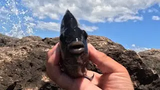 Kupipi catch and cook!!!!