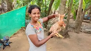 மச்சினனுக்கு நாட்டு கோழி விருந்து 💢 Selva Vlogs 