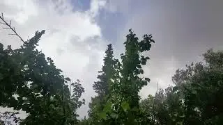 Rain sound on trees