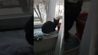 Посижу я лучше дома) #оле7 #ласточка #ластёна #cat #котофейка #кот #cats #животные