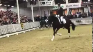 De Beau, Privathengstschau M&uuml;nster 2017