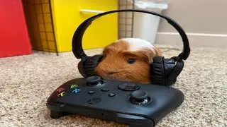 ROBLOX WITH VIEWERS 🔴STEAL A BRAINROT ADMIN ABUSE?