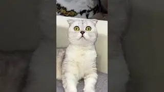 My cat Vs gecko Funny moment