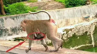 🐒 Wild Monkey Adventures Witness These Active Primates Swing Through the Trees! 🌳 #MonkeyMadness