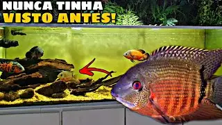 ADICIONEI UMA ESPÉCIE RARA DE SEVERUM NO MEU AQUÁRIO