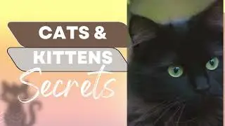Cat and Kittens Affiliate Marketing YouTube Thumbnail