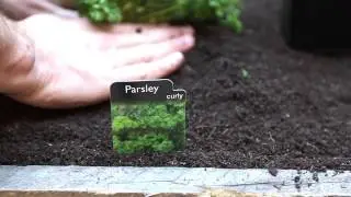 Australian Urban Garden Episode 1 Planting