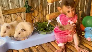 Rainy Night 🌧️ Monkey Bon & Guinea Pigs Fix the Garden!