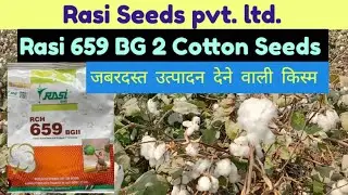 Rasi 659 Cotton Seed. रासी 659 कॉटन सीड्स।।2025 🔥🔥