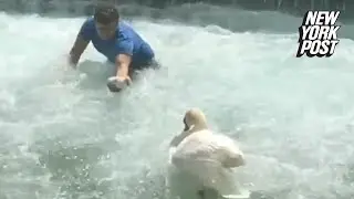 Baby swan saved by hero bystander