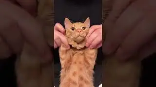 Orange Cat Does the Barbie Dance 💕🐱✨