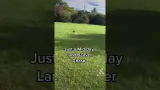 Chased a Sus Land Beaver