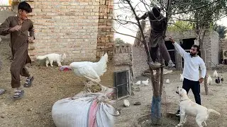 Tommy and Turkey Bird es Bachy k Pechy lag gy 🦃 Labrador Aggressive ho gya 