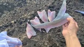 奄美大島21日目は山間を通って良い感じのサイズ感マテリヤの滝と水辺の広場は良い感じだけどフォレストポリスは何じゃこりゃ峰田山は良い感じで生勝で釣りして湯湾へ④　2026/1/17