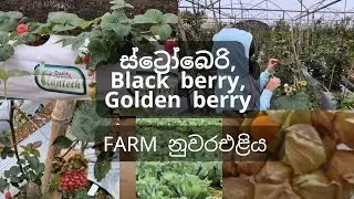 ස්ට්&zwj;රෝබෙරි ෆාම් නුවරඑළිය🍓🍓 Strawberry Farm Nuwaraelya #blackberry #goldenberry #strawberry #farm 