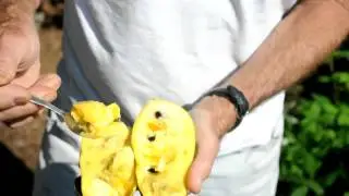 Ripe Pawpaw Fruit