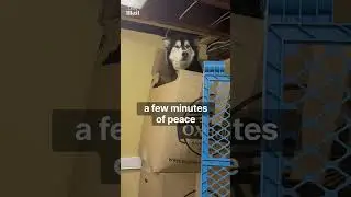 Tired husky mom hides from puppies