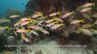 2412 school of yellow goatfish