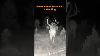 Elk FlEE COMING SNOW STORM&hellip; THE LAST BULL IS SHOCKING 🦌❄️