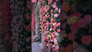 Beautiful climbing rose flowers garden (29/5)