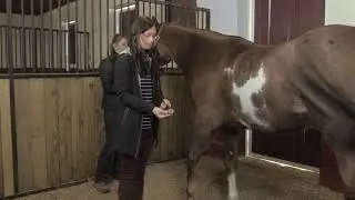 How to Measure a Horse's Heart Rate
