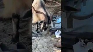 Hungry goat crashes Greek beach and snacks on tourists&rsquo; treats