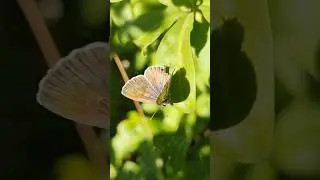 we are all part of one world🦋 #sardegna  #insect  #италия #insect #travel #nature #beautiful