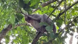 What a pitiful young monkey mom Vixen placenta not yet passed now bad smell 