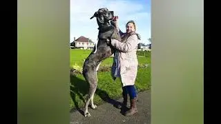 Gerat dane is the largest dog breed in the world.🐶🐶