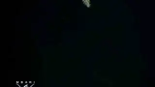 Swima worm