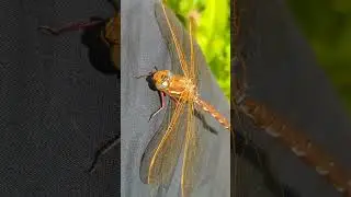 Wow! An amazing Brown Hawker dragonfly landed on my leg!