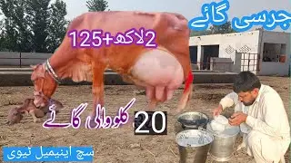 Jersey cow | sahiwal jersey crossbreed| sahiwal jersey mix | sahiwal gay | jersey gay